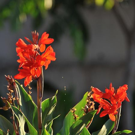 Adosado La Tabaiba Villa San Miguel de Abona Buitenkant foto