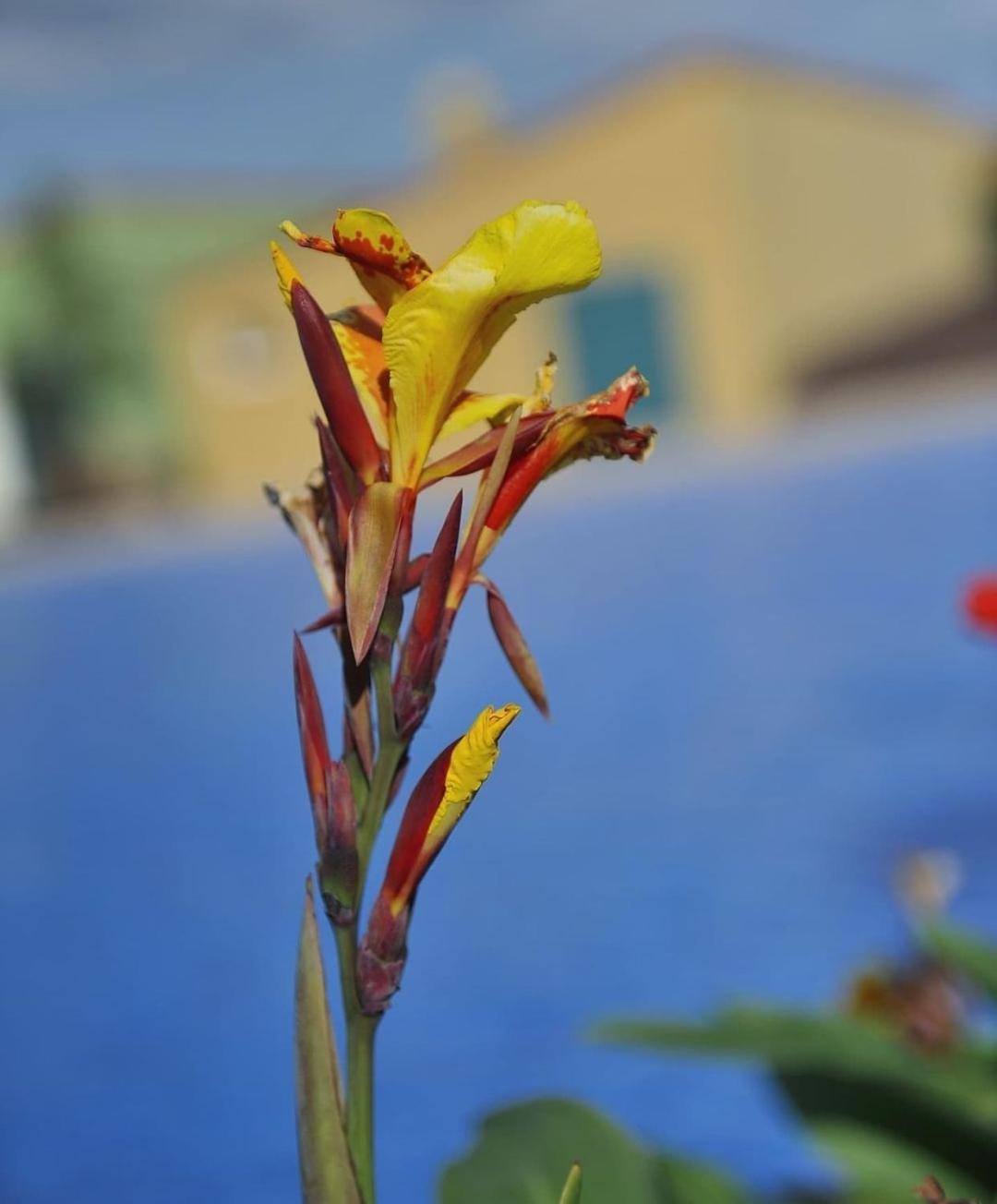 Adosado La Tabaiba Villa San Miguel de Abona Buitenkant foto